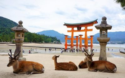 Miyajima  y sus ciervos!