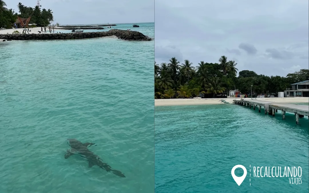 que ver en fulidhoo tiburon