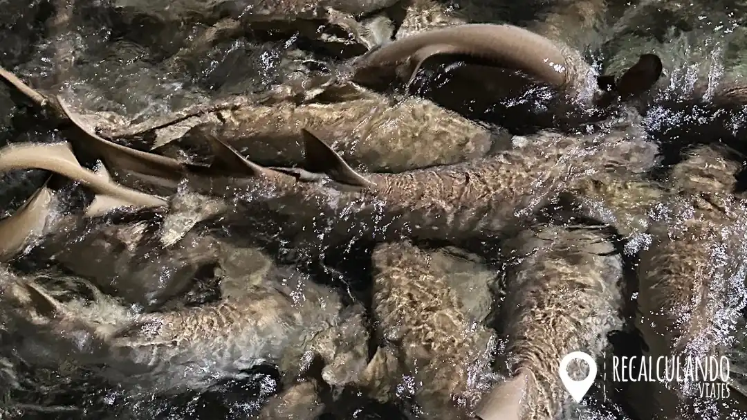 que ver en omadhoo tiburones