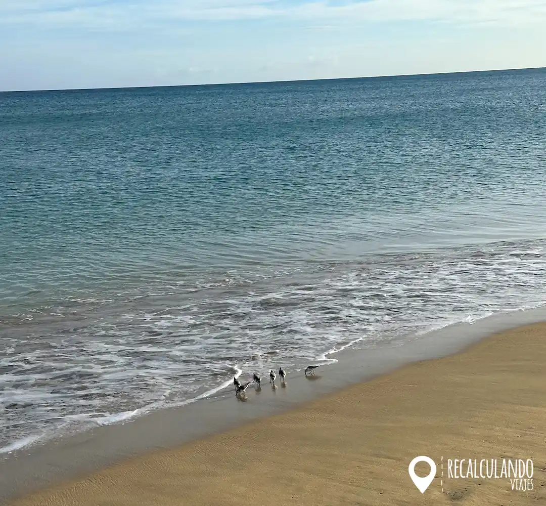 playa sotavento fuerteventura