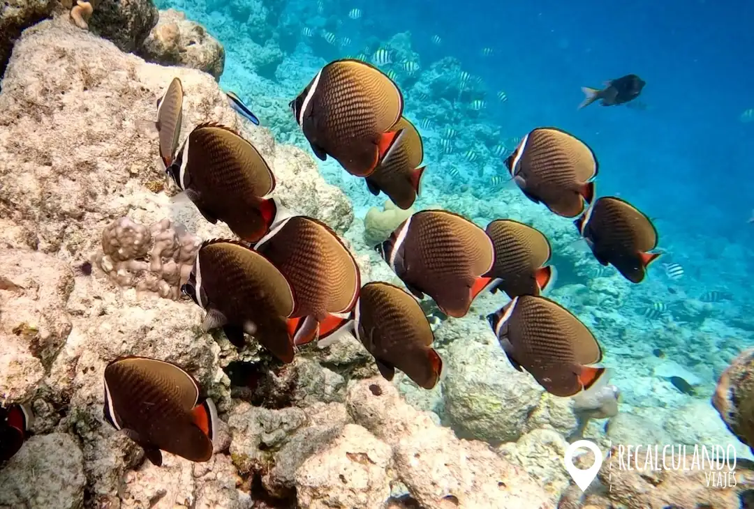 que hacer en thulusdhoo - snorkel