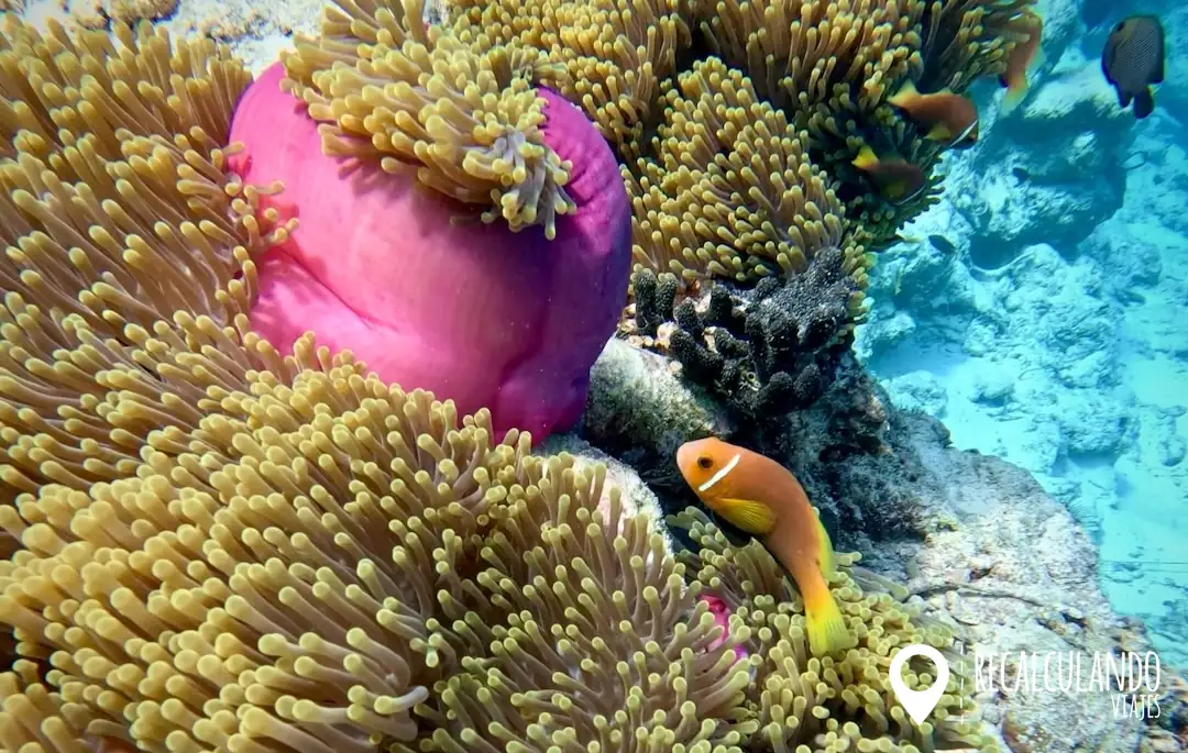 que ver en thulusdhoo - buceo