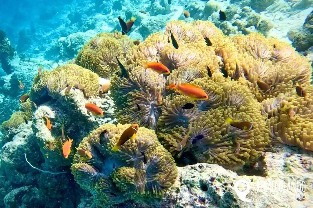 thulusdhoo snorkel