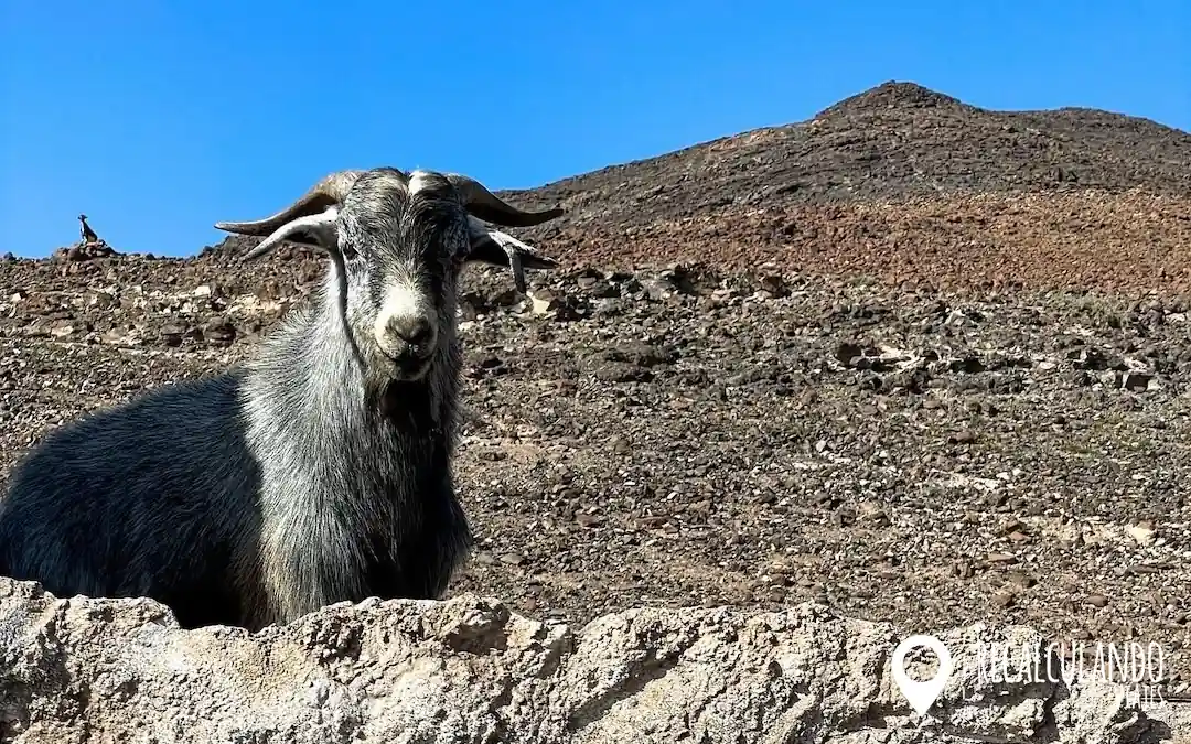 que ver en la playa de cofete