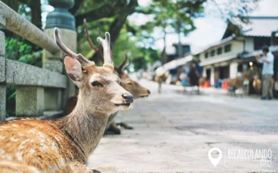 Qué ver en Nara Japón: 10 Lugares Imprescindibles para No Perderte Nada + Mapa