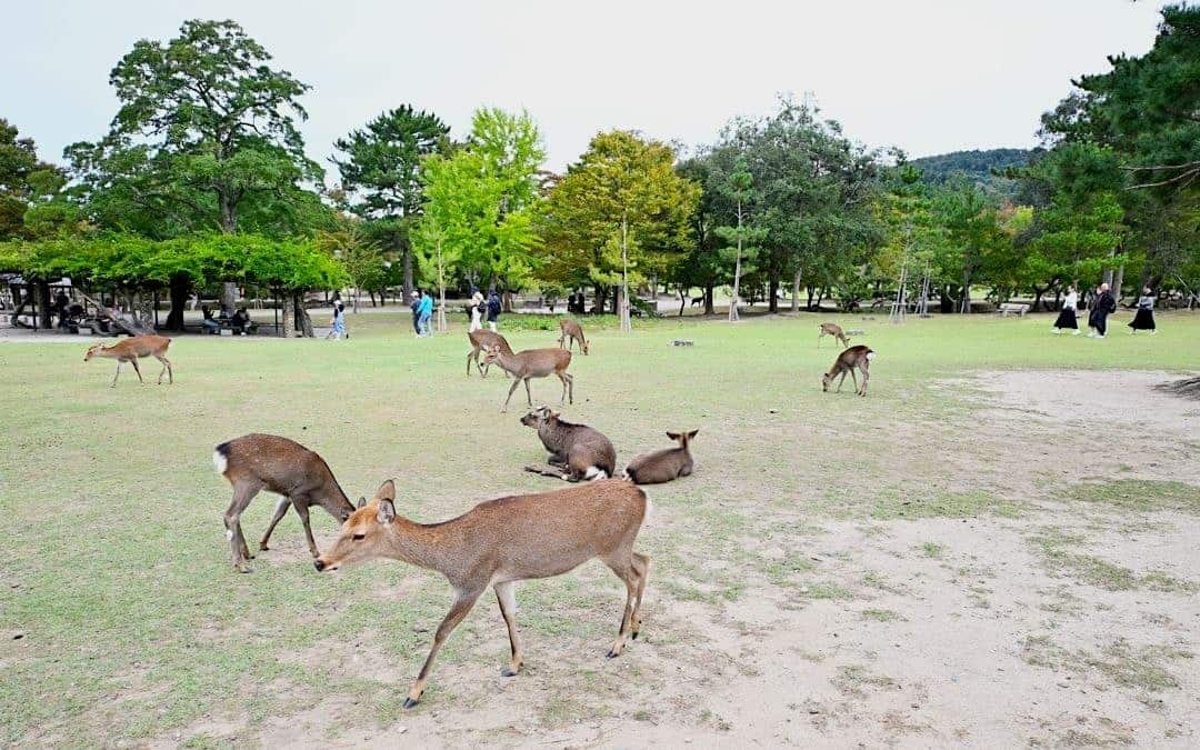 que ver en nara parque