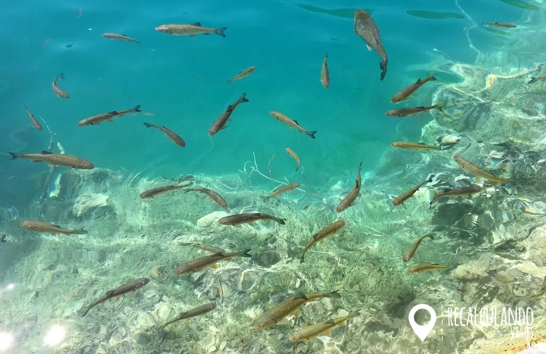 peces plitvice croacia