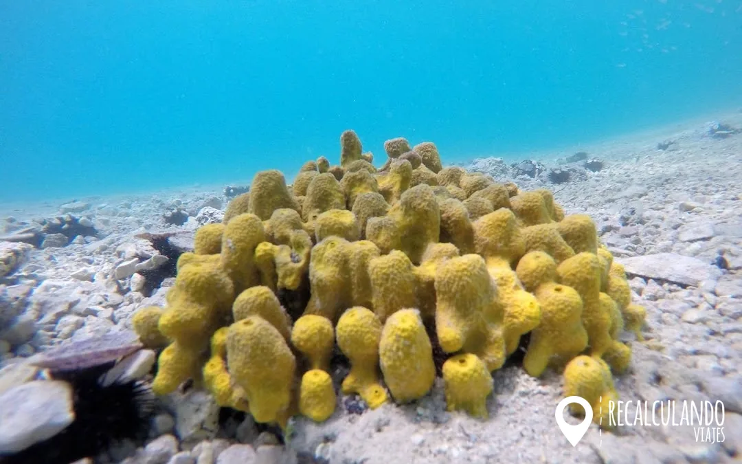 snorkel rab
