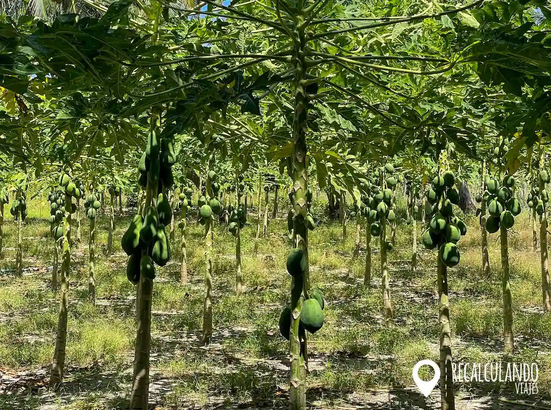 que ver en thoddoo plantaciones de fruta